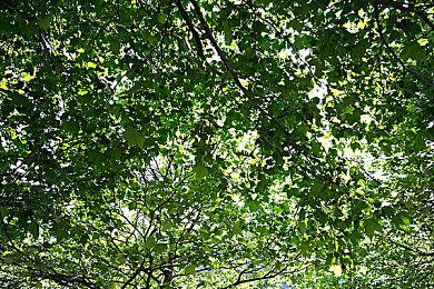 《影子诡局：被诅咒的海盗》全新DLC现已上线