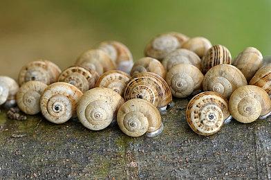 《伊泰恩：魔法幸存者》登陆Steam 吸幸类型生存射击